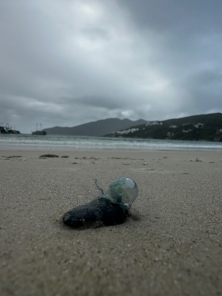 Caravelas-portuguesas são avistadas na Praia dos Anjos, em Arraial do Cabo
