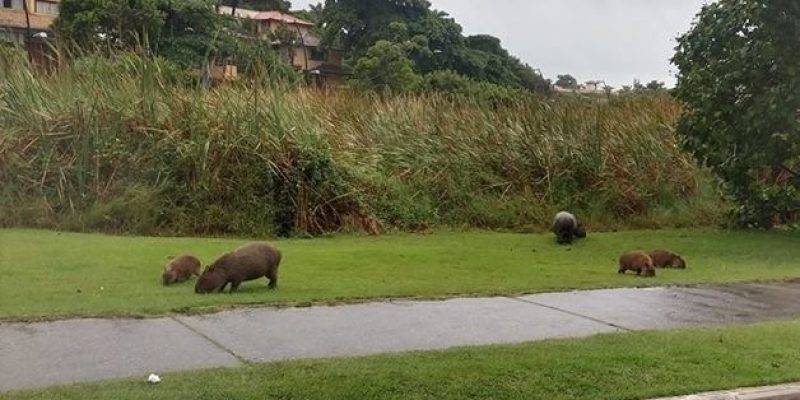 46BA1A92-6BA8-41B3-9512-FA210871FDB4