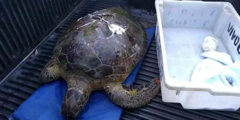 53439588-401344613984806-7957542430515920896-n