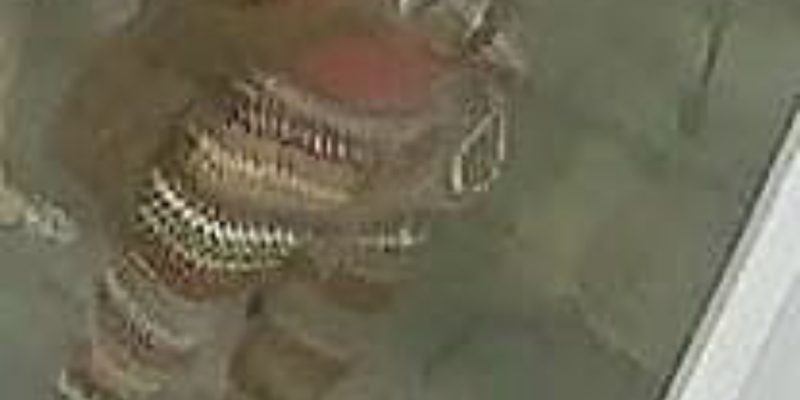 8108BB46-F032-45AF-BF33-A845579E7202