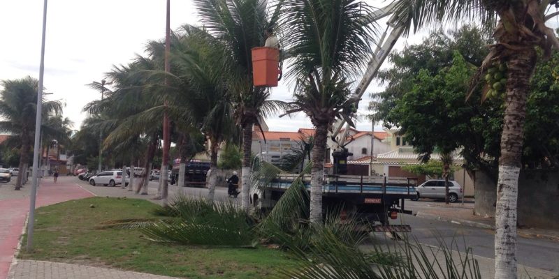 poda Avenida da Liberdade
